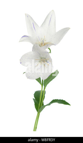 White Platcodon flowers isolated on white Stock Photo