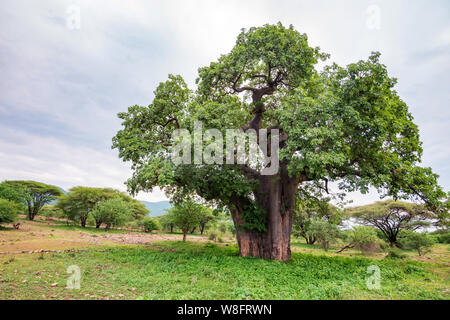 View of big Baobab Tree growing in african savannah Stock Photo