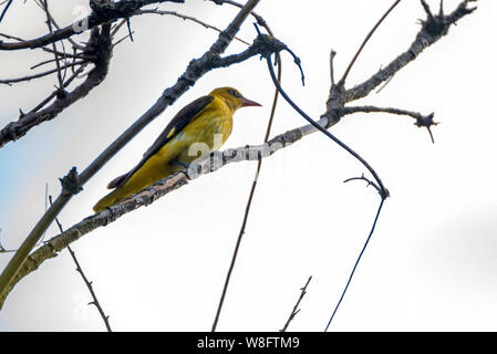 Young male Eurasian Golden Oriole or Oriolus oriolus on tree branch Stock Photo