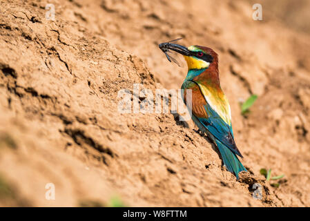 European bee-eater or Merops apiaste perches on rock with dragonfly in beak Stock Photo
