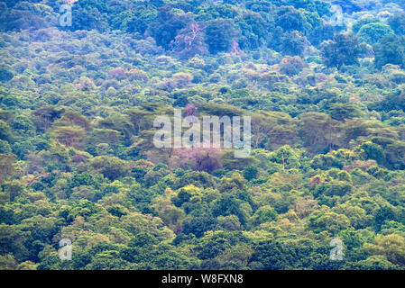 View of lush jungle forest on mountains in Tanzania