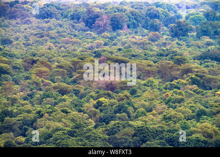 View of lush jungle forest on mountains in Tanzania