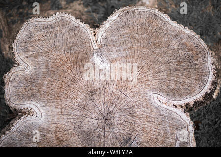 Wooden textured background. Cross-sectional view of a log cut end wooden textured. Stock Photo