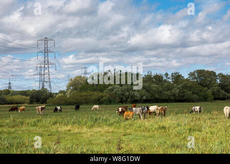 Cows grazing in a field with electricity pylons, Lower Test Nature Reserve, Totton, Nursling, River Test estuary, Redbridge, Southampton, Hampshire Stock Photo