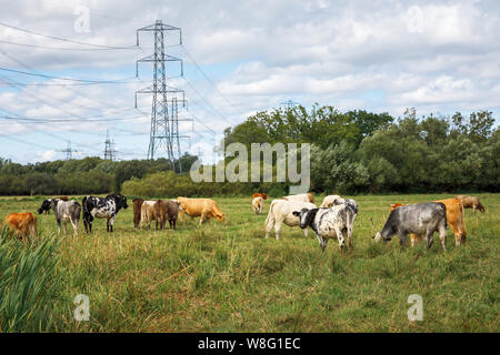 Cows grazing in a field with electricity pylons, Lower Test Nature Reserve, Totton, Nursling, River Test estuary, Redbridge, Southampton, Hampshire Stock Photo