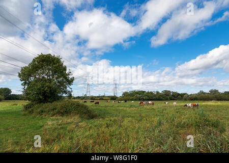 Cows grazing in a field with electricity pylons, Lower Test Nature Reserve, Totton, Nursling, River Test estuary, Redbridge, Southampton, Hampshire Stock Photo