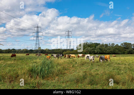 Cows grazing in a field with electricity pylons, Lower Test Nature Reserve, Totton, Nursling, River Test estuary, Redbridge, Southampton, Hampshire Stock Photo