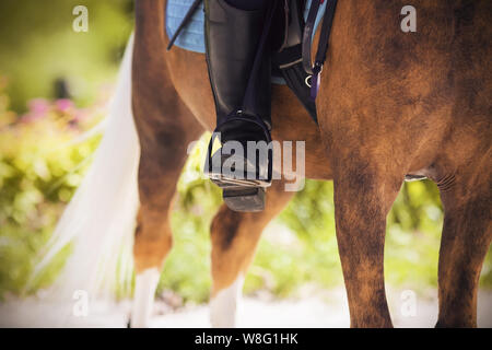 Leg rider in the stirrup, sitting astride a horse suit palomino on a Sunny summer day. Stock Photo