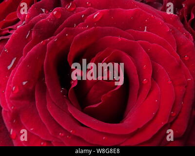 Red Rose Close Up with Water Droplets Stock Photo
