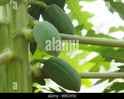 Small papaya fruits in Kochi, Kerala, India Stock Photo