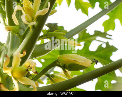 Papaya flowers and fruits in Kochi, Kerala, India Stock Photo