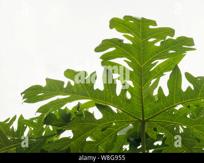 Papaya leaves against a cloudy sky in Kochi, Kerala, India Stock Photo