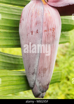 Banana palm (Musa) flower on green plants background, Kochi, Kerala, India Stock Photo