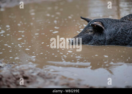 A Royal Jabali hog cooling off in muddy water Stock Photo