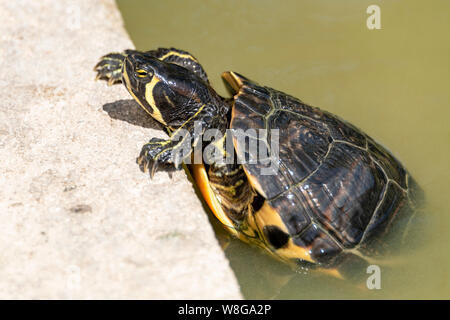 Horizontal close up of a yellow-bellied slider turtle. Stock Photo