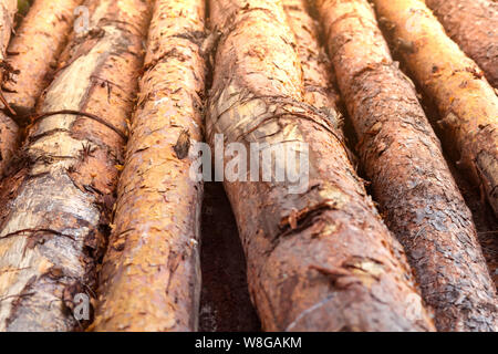 logs pile alamy lie ground forest