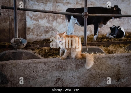 Red wild cat looking at the camera with cows in the background Stock Photo