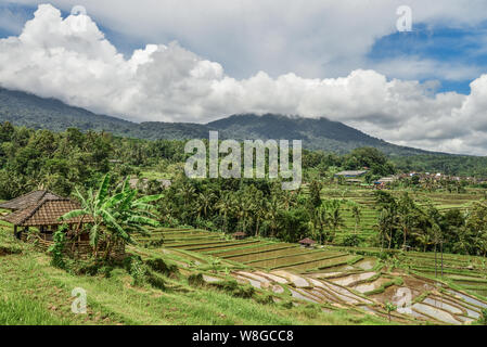 Green rice fields on Bali island, Jatiluwih near Ubud, Indonesia Stock Photo