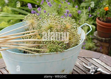 Allium hollandicum 'Purple Sensation'. Allium seedheads cut down for drying and seed saving. Stock Photo