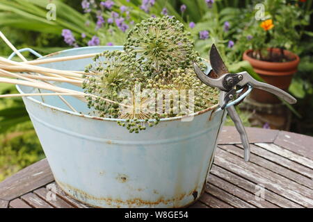 Allium hollandicum 'Purple Sensation'. Allium seedheads cut down for drying and seed saving. Stock Photo