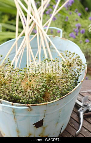 Allium hollandicum 'Purple Sensation'. Allium seedheads cut down for drying and seed saving. Stock Photo