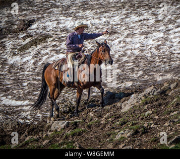 A cowboy on horseback herds cattle for grazing in the Gravelly Mountaintop Range 7/10/2018 Stock Photo