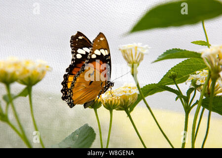 Butterfly Stock Photo