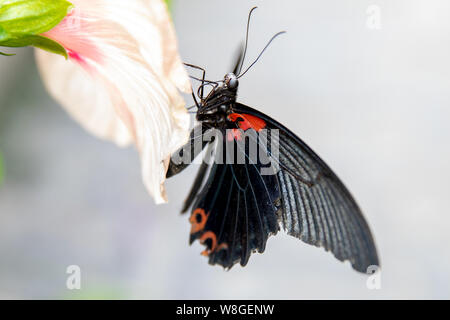 Butterfly Stock Photo