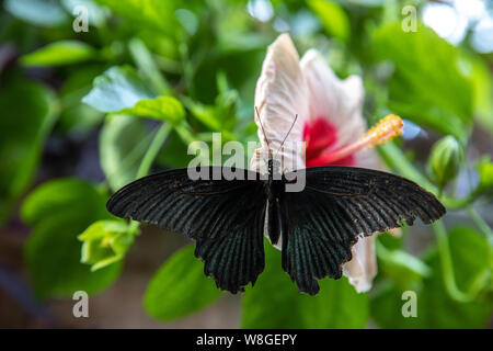 Butterfly Stock Photo