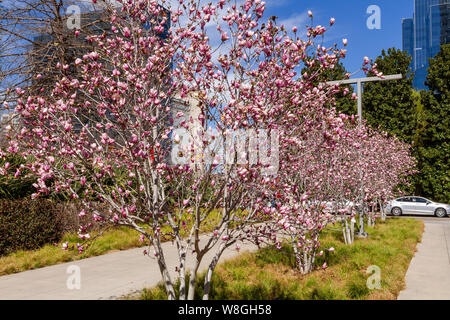 Peach trees blooming in Dallas Stock Photo