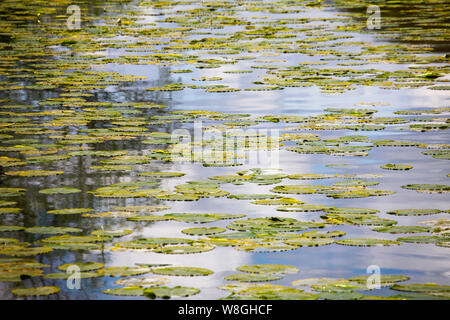 Water lily pads floating on the water Stock Photo