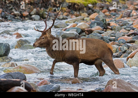 Red deer stag / male (Cervus elaphus) crossing river / mountain stream in winter in the Scottish Highlands, Scotland, UK