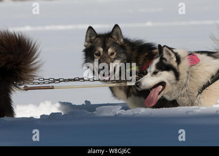 A team of Canadian Inuit dogs near Ely, Minnesota, on March 1, 2018. Stock Photo