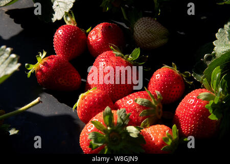 Close up image of strawberries Stock Photo