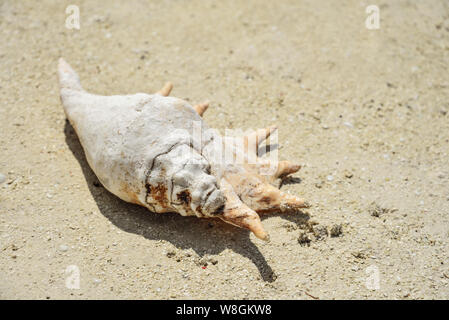 Big seashell on the sand on the beach on Maldives Stock Photo