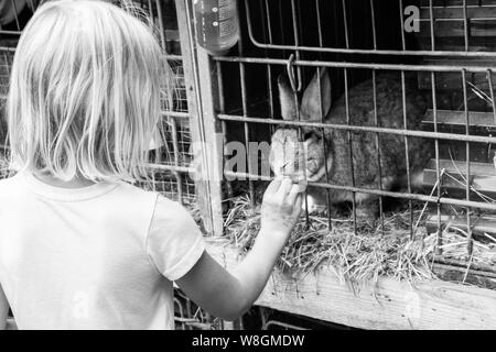 Girl feeding bunny Stock Photo