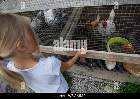 child feeding chicken Stock Photo