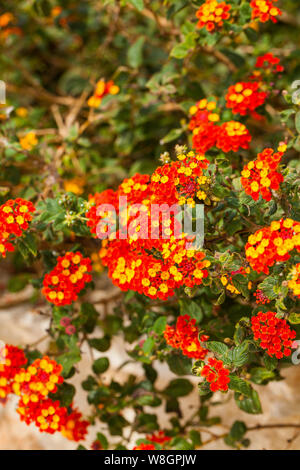 Lantana is a genus of about 150 species of perennial flowering plants in the verbena family, Verbenaceae. Stock Photo