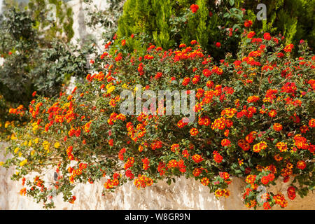 Lantana is a genus of about 150 species of perennial flowering plants in the verbena family, Verbenaceae. Stock Photo