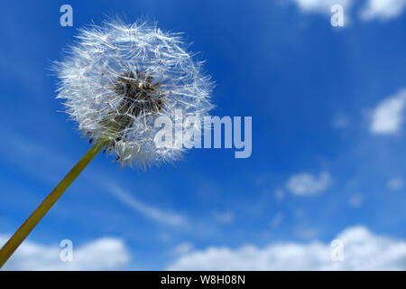 Dandelion clock against blue and white sky Stock Photo
