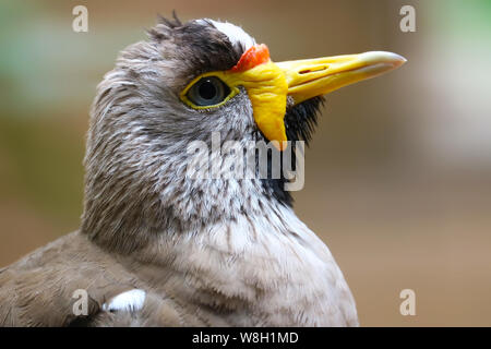 Head of a masked lapwing (vanellus miles) in side view Stock Photo