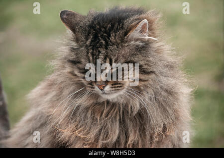 Norwegian purebred forest cat portrait head closeup Stock Photo