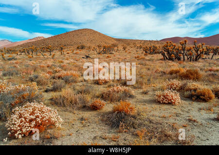 White flowers blooming in Mojave Desert with Joshua trees and brown hills under bright blue sky with white clouds. Stock Photo