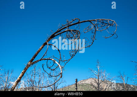 Curling burnt dead tree branch against blue sky. After forest fire. Stock Photo