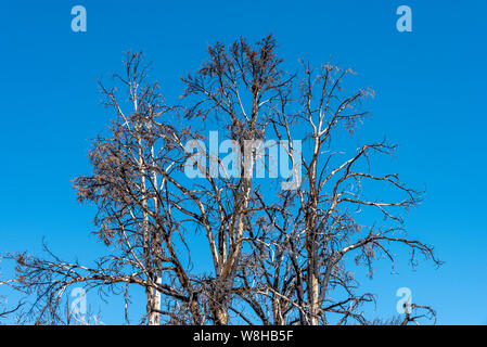 Dead blackened trees against blue sky after forest fire. Stock Photo