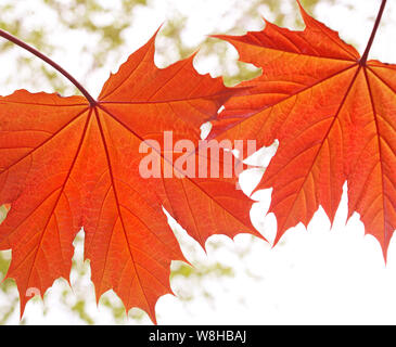 Two orange colored leaves of a young Maple Tree Stock Photo