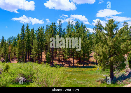 Green valley with grass, bushes and pine trees on hillside under bright blue sky with white clouds. Stock Photo