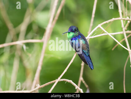 violet-crowned woodnymph Stock Photo