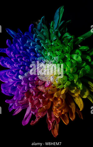 Rainbow Colored Dahlia on a black background. Low Key studio shot of a bright flower. Good for screen background wallpapers. Stock Photo