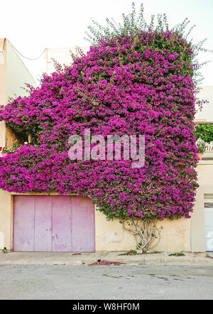 Beautiful Paper flower bush covers the wall of residential building and creates a natural arch